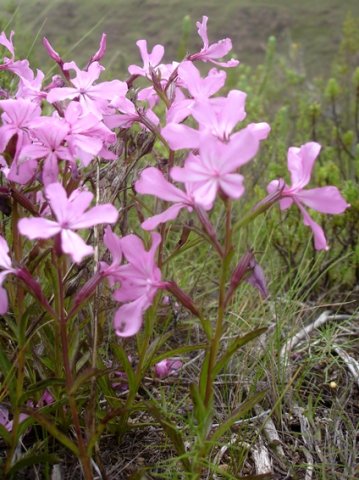 Cycnium racemosum